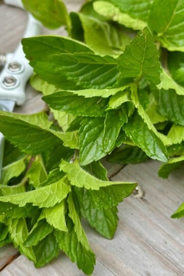 Fresh cut spearmint stems with clippers.