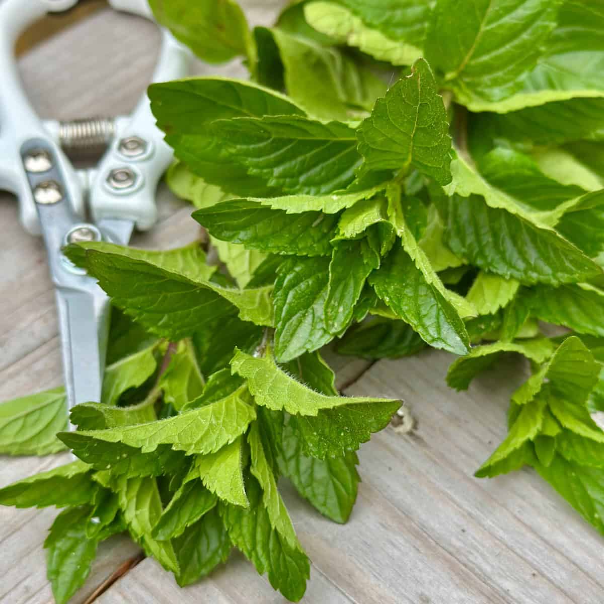 Mojito Mint Plant vs Spearmint: Exploring Mint Varieties