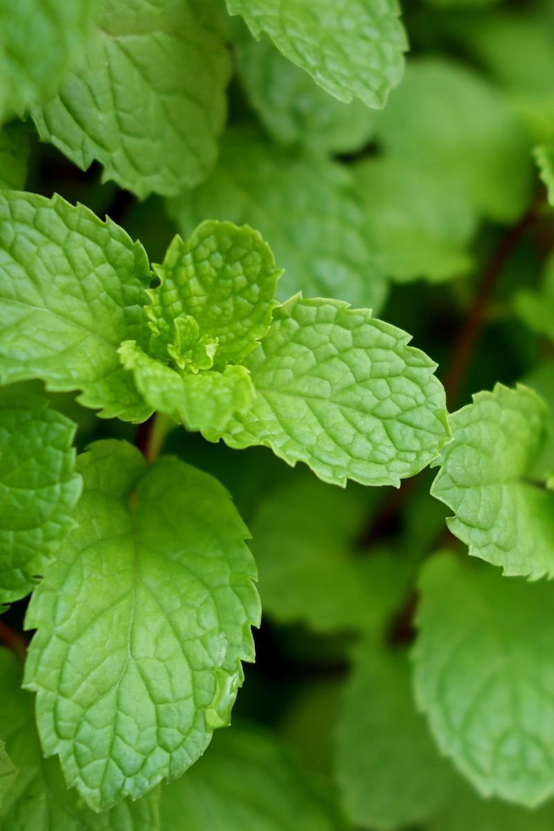 A close up of mint leaves. 