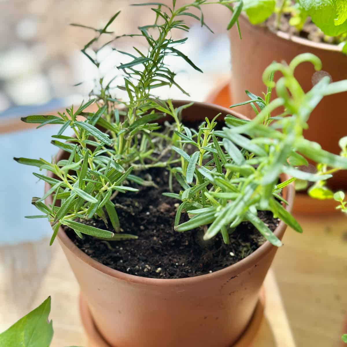 Rosemary in Pots: Best Soil Mix, DIY & Commercial