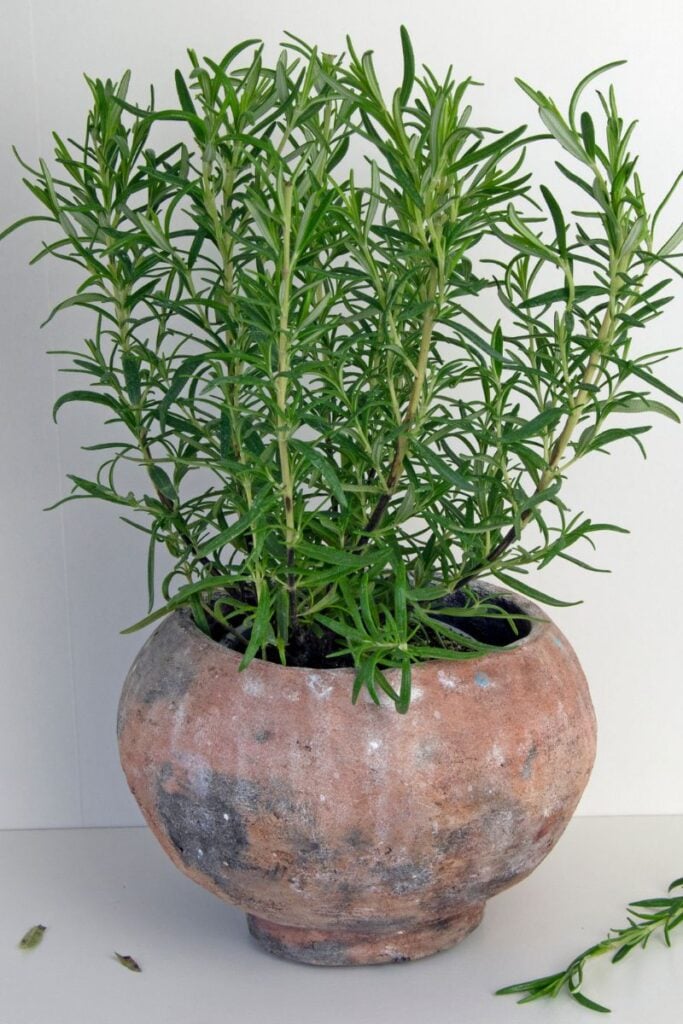 Rosemary in a clay pot. 