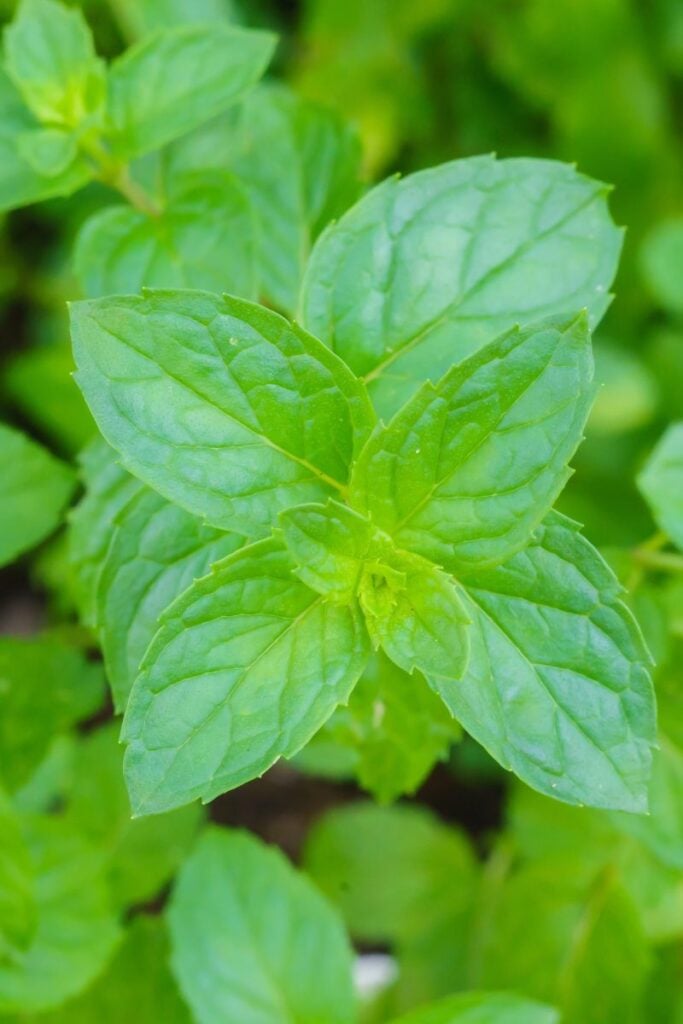 Spearmint plant