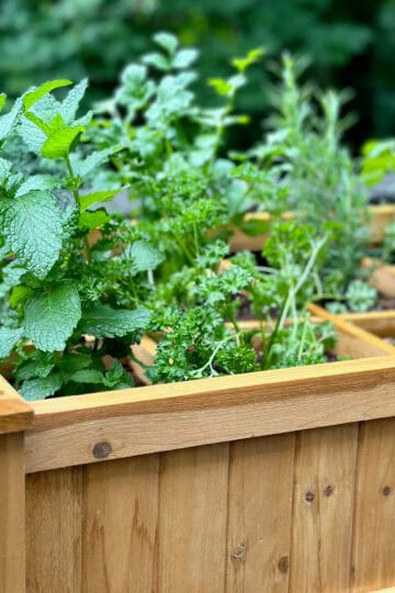 Best soil for herbs in raised beds, garden beds or containers.