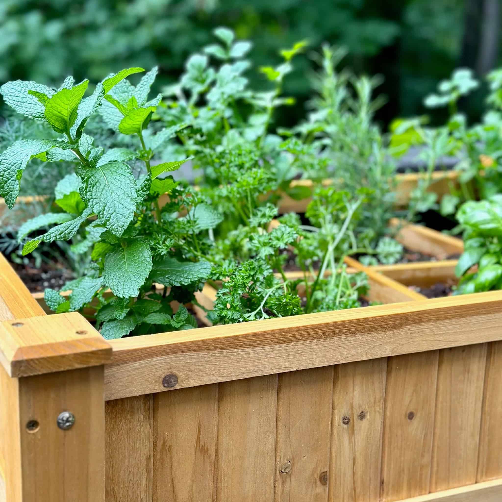 Best Soil for Herbs: Raised Beds, Containers, and Garden Beds