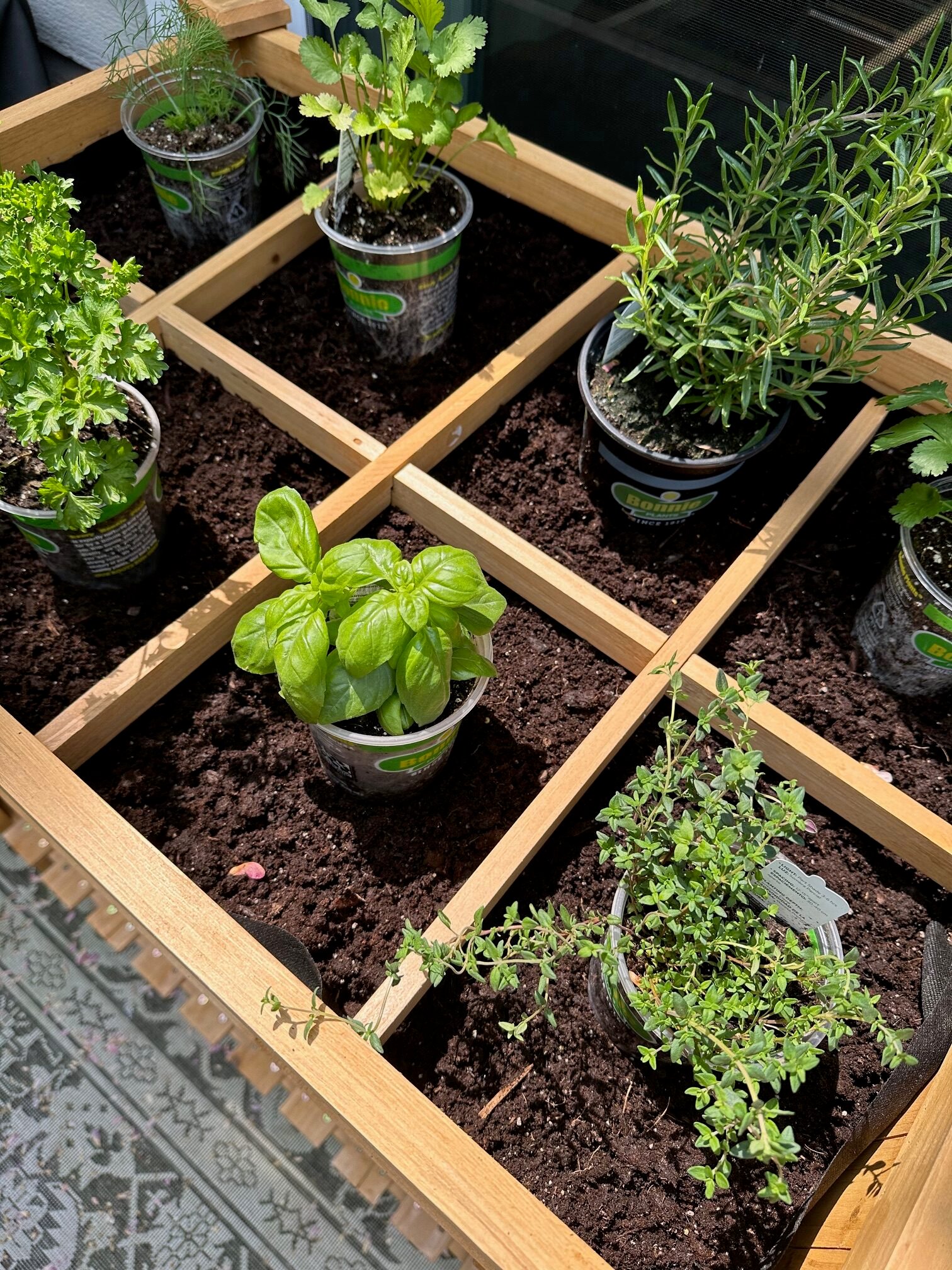 small plants in their containers ready to be planted. 
