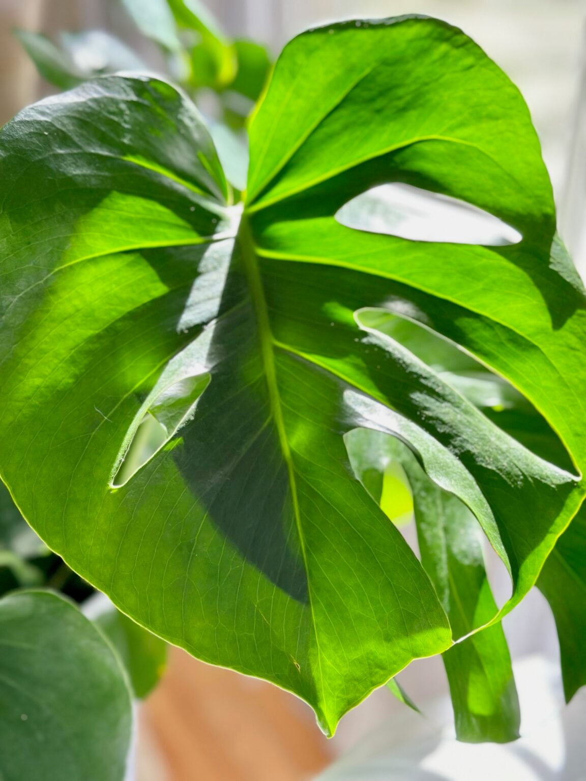 How Much Light Does Your Monstera (Swiss Cheese Plant) Need