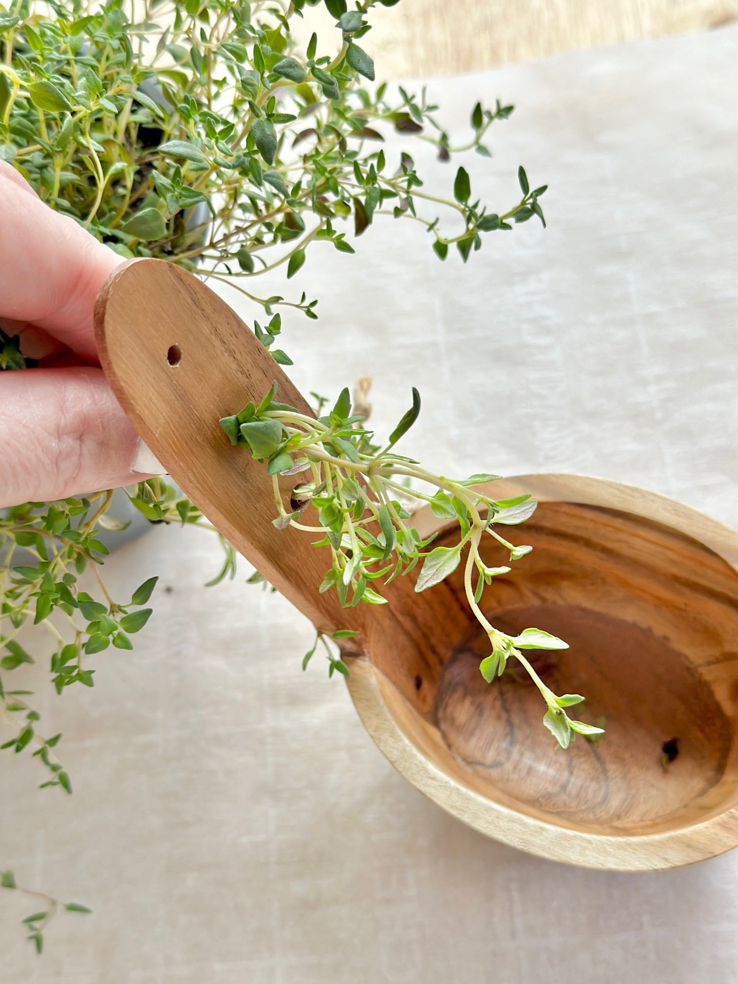 A wooden herb stripper with fresh thyme being run through. 