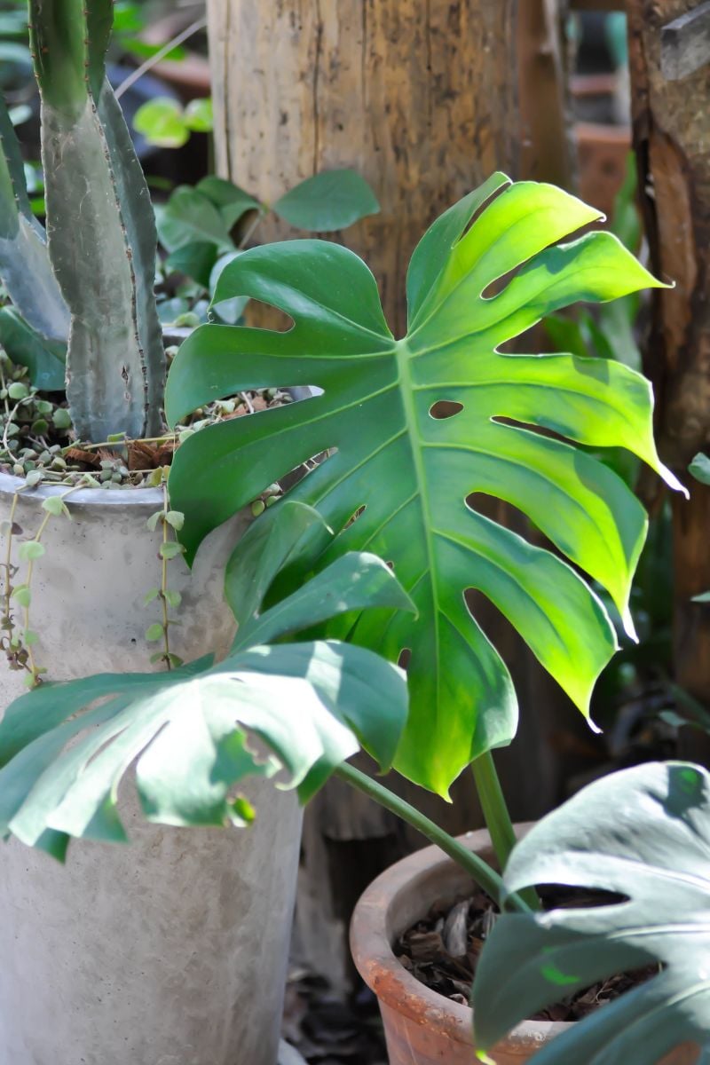 A large leaf monstera. You can see the split large leaves.