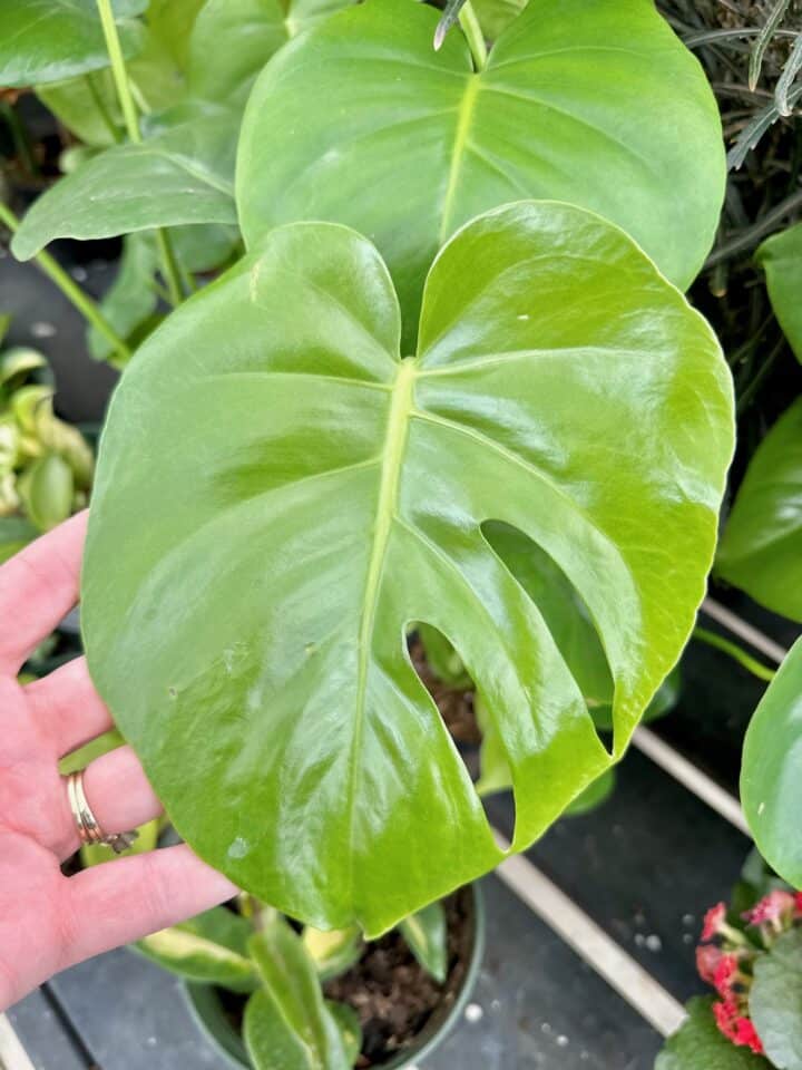 Large Leaf House Plants: 12 House Plants With Big Leaves - Celebrated Nest