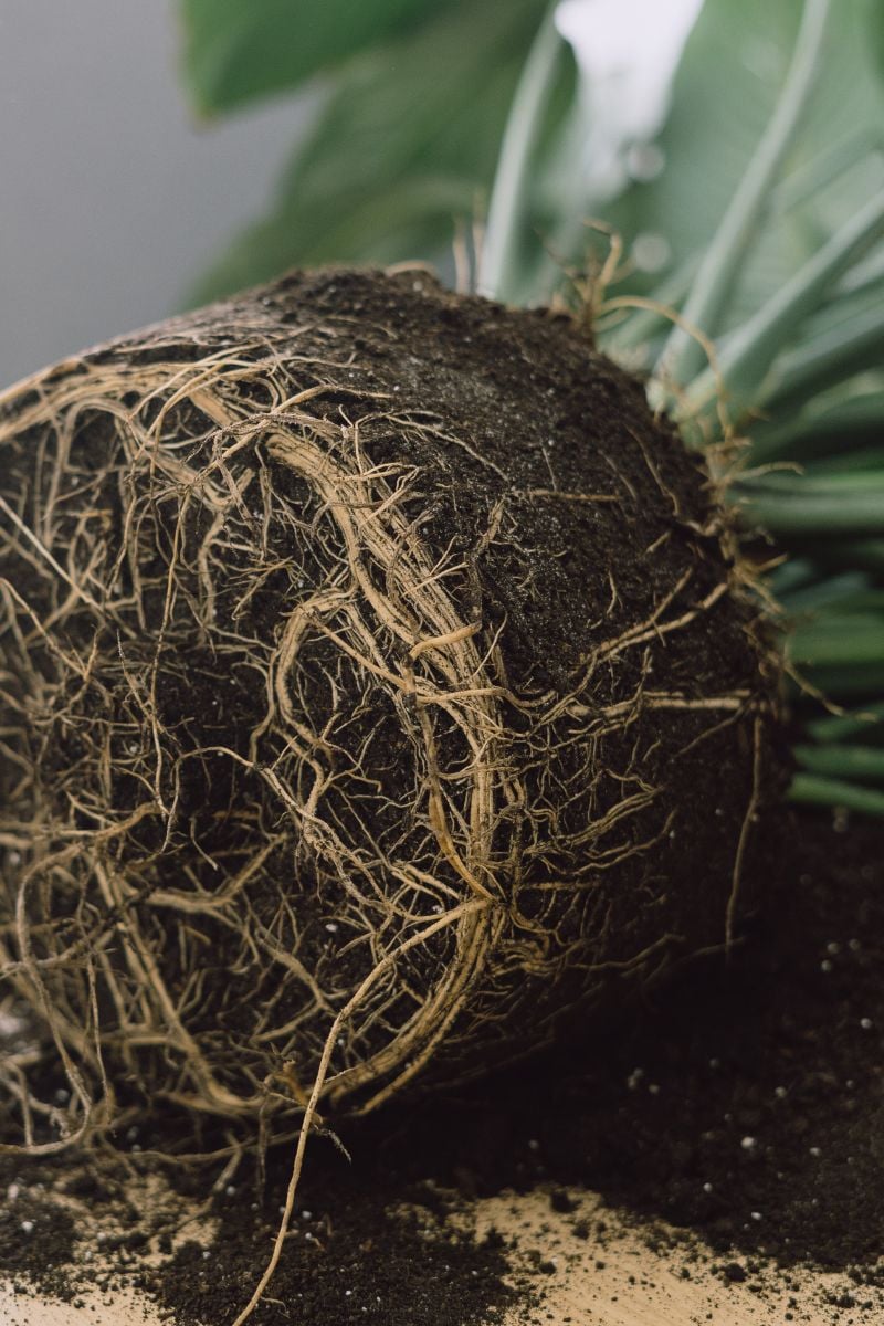Roots of a peace lily plant.