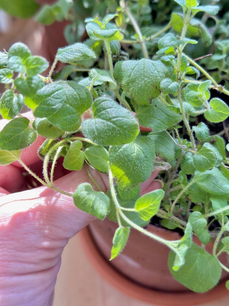 oregano plant in a clay pot. 