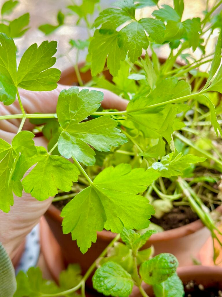 parsley in a pot.