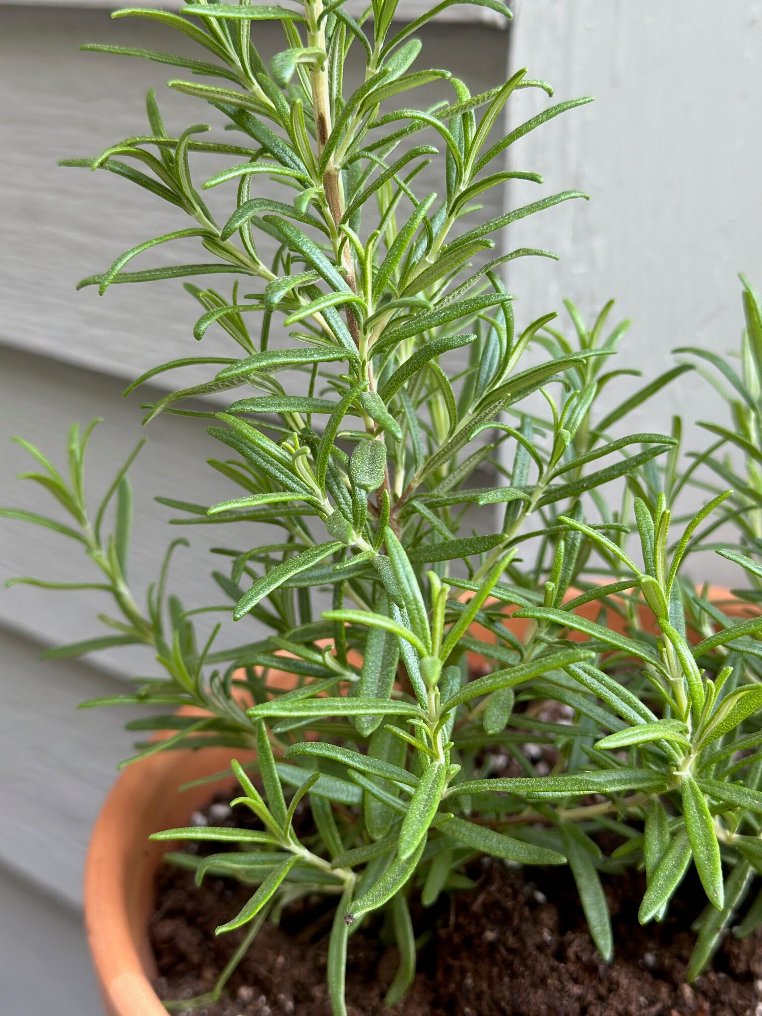 A rosemary plant on our deck in a clay pot. 