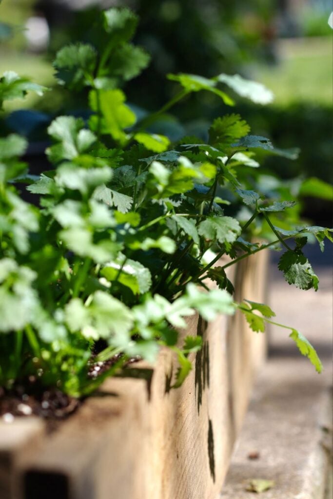 Close up of a bed of cilantro outdoors. 