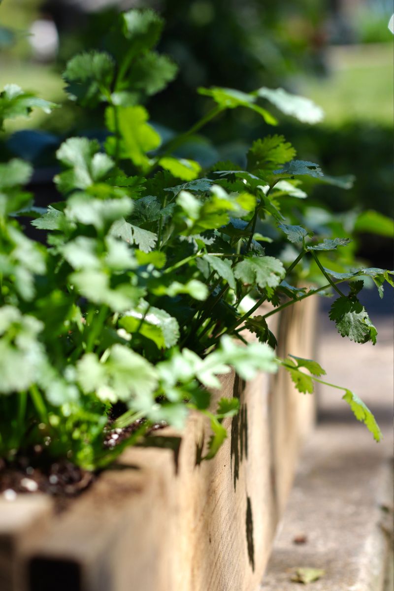 How Many Cilantro Plants per Pot: A Guide to Optimal Growth ...