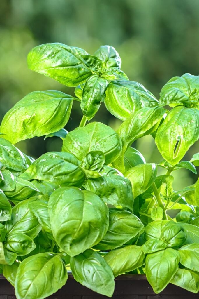 lush green basil leaves. 