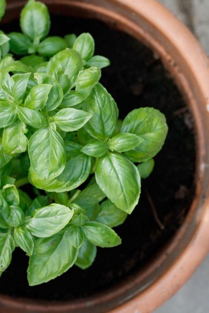 top view of a basil plant in clay pot. 