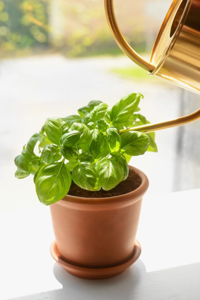 Basil Fertilizer: Homemade Secrets Revealed! - Celebrated Nest