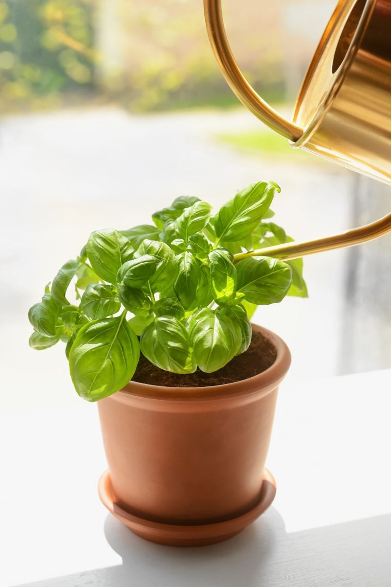 watering a basil plant.