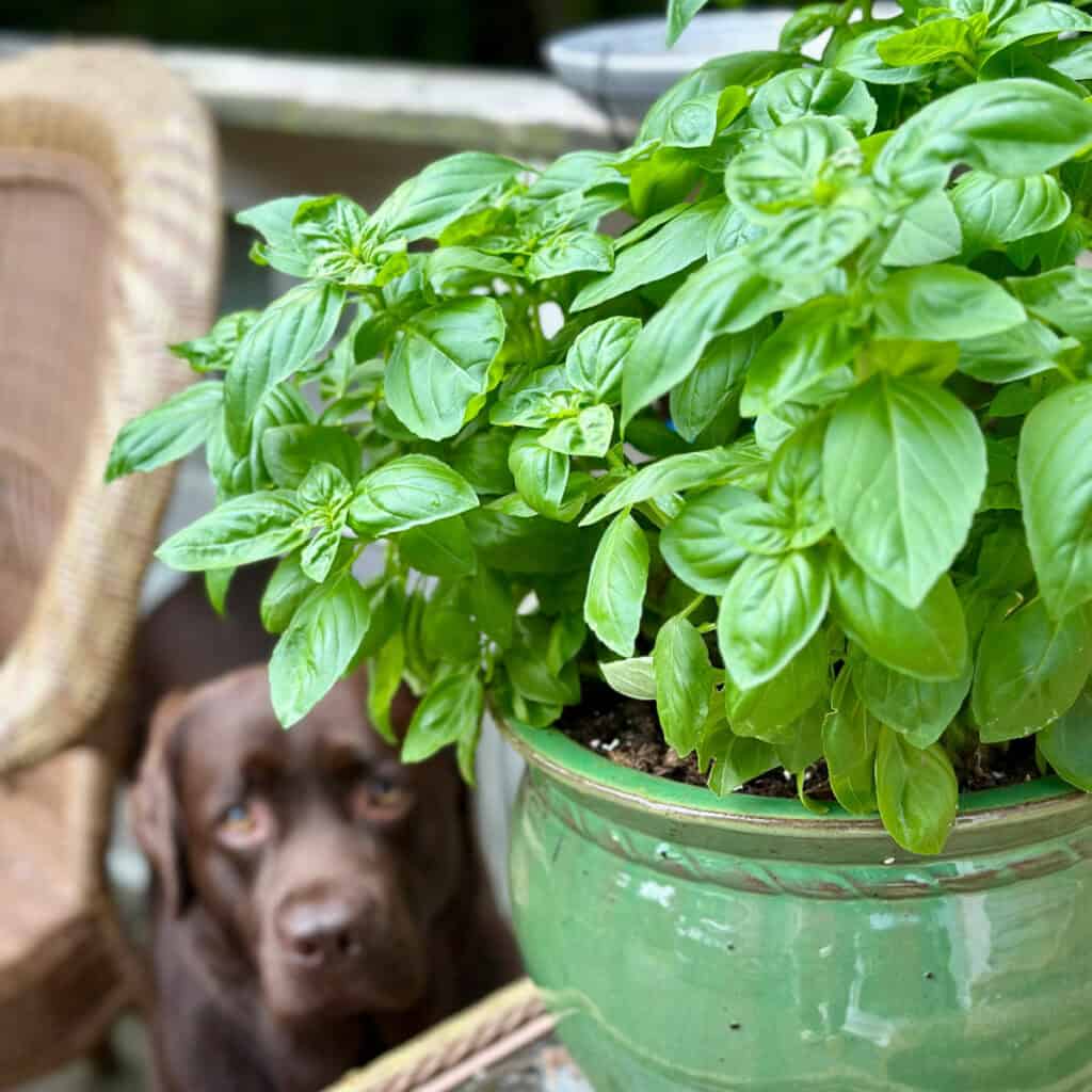 Beautiful thriving basil plant in a green pot. There is a chocolate lab dog in the background.