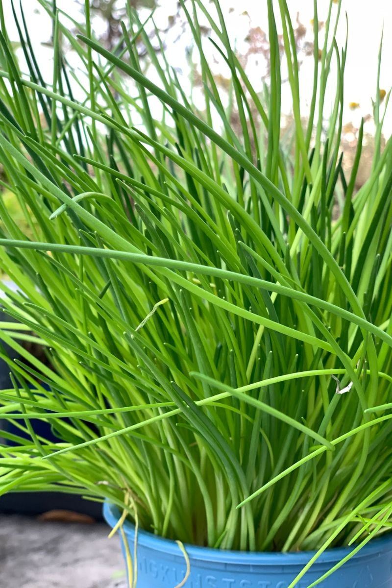 Chive plants in a pot. 
