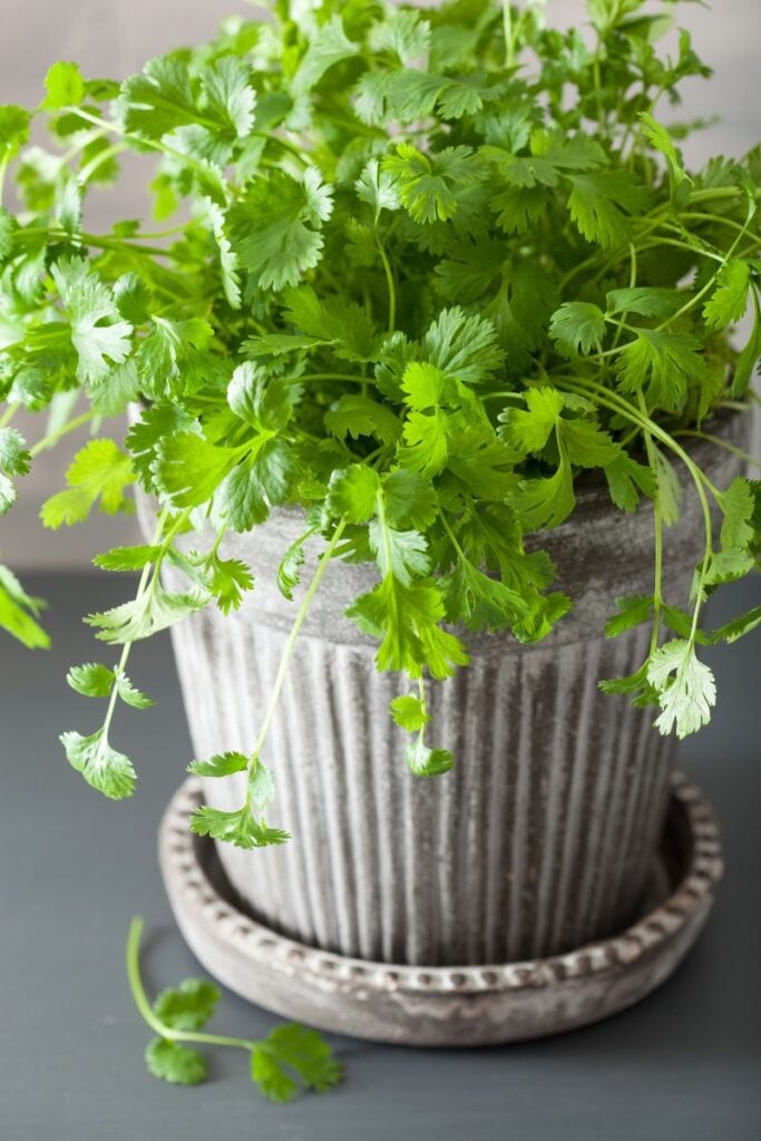 A beautiful full cilantro plant. 