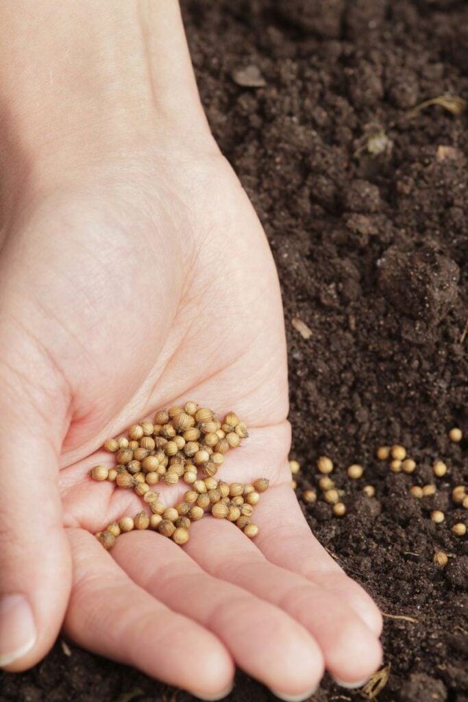 Coriander seeds in a hand being planted in soil. 