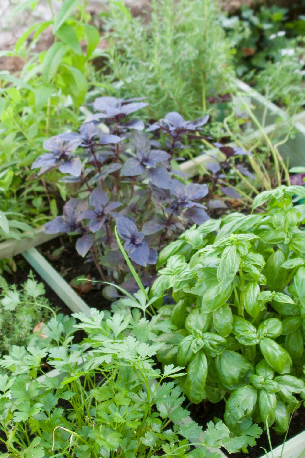 A full herb garden with thriving herbs. 