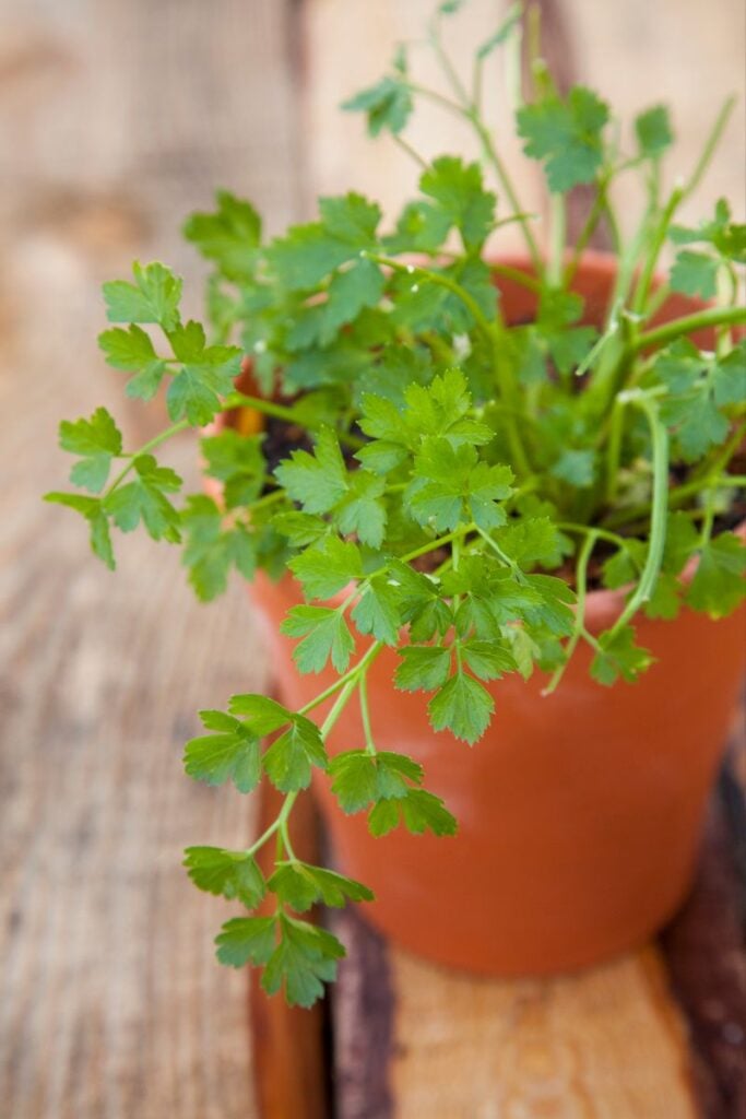 A cilantro plant in a clay pot. 