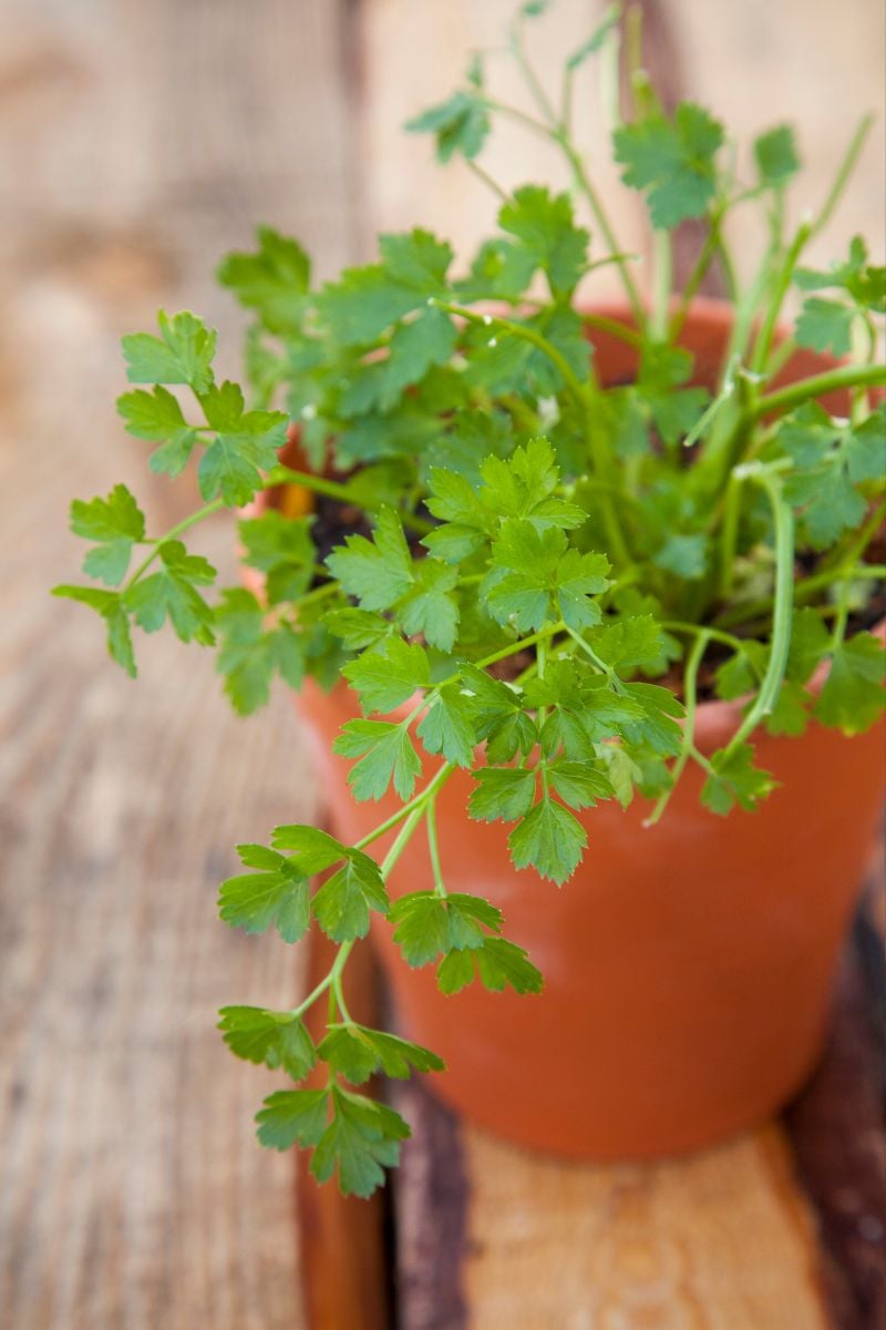 Cilantro in a clay pot. 