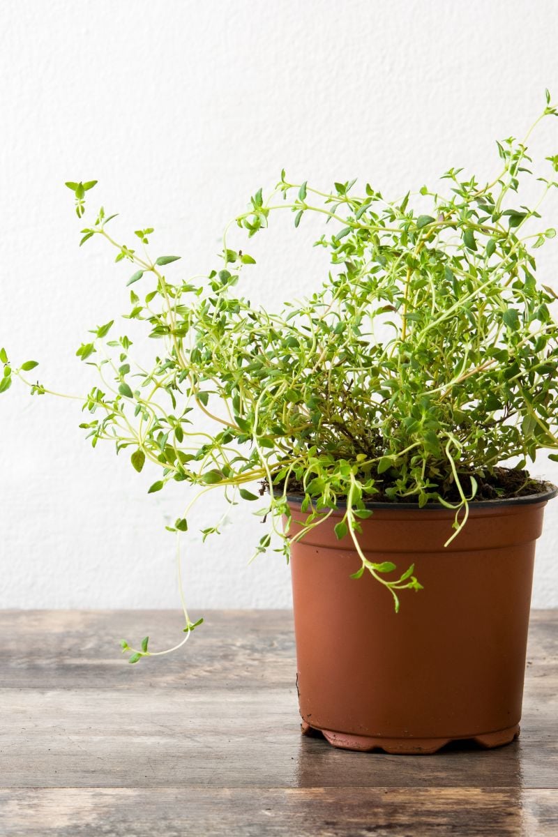 A thyme plant in a plastic pot. 