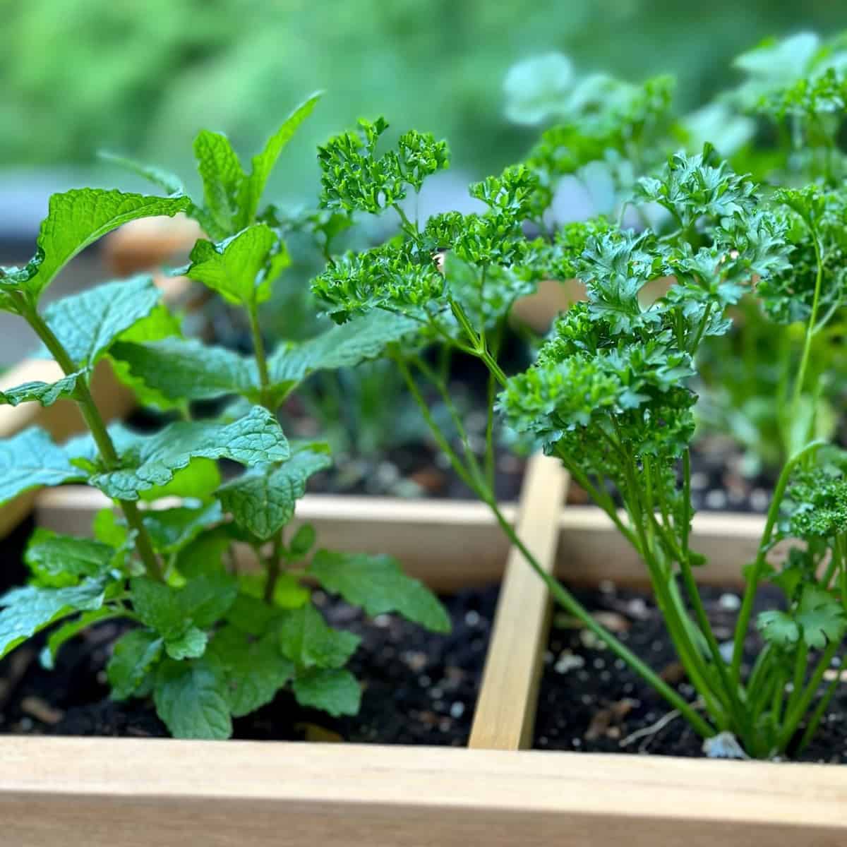 My Top 10 Easy-To-Grow Herbs for Beginners