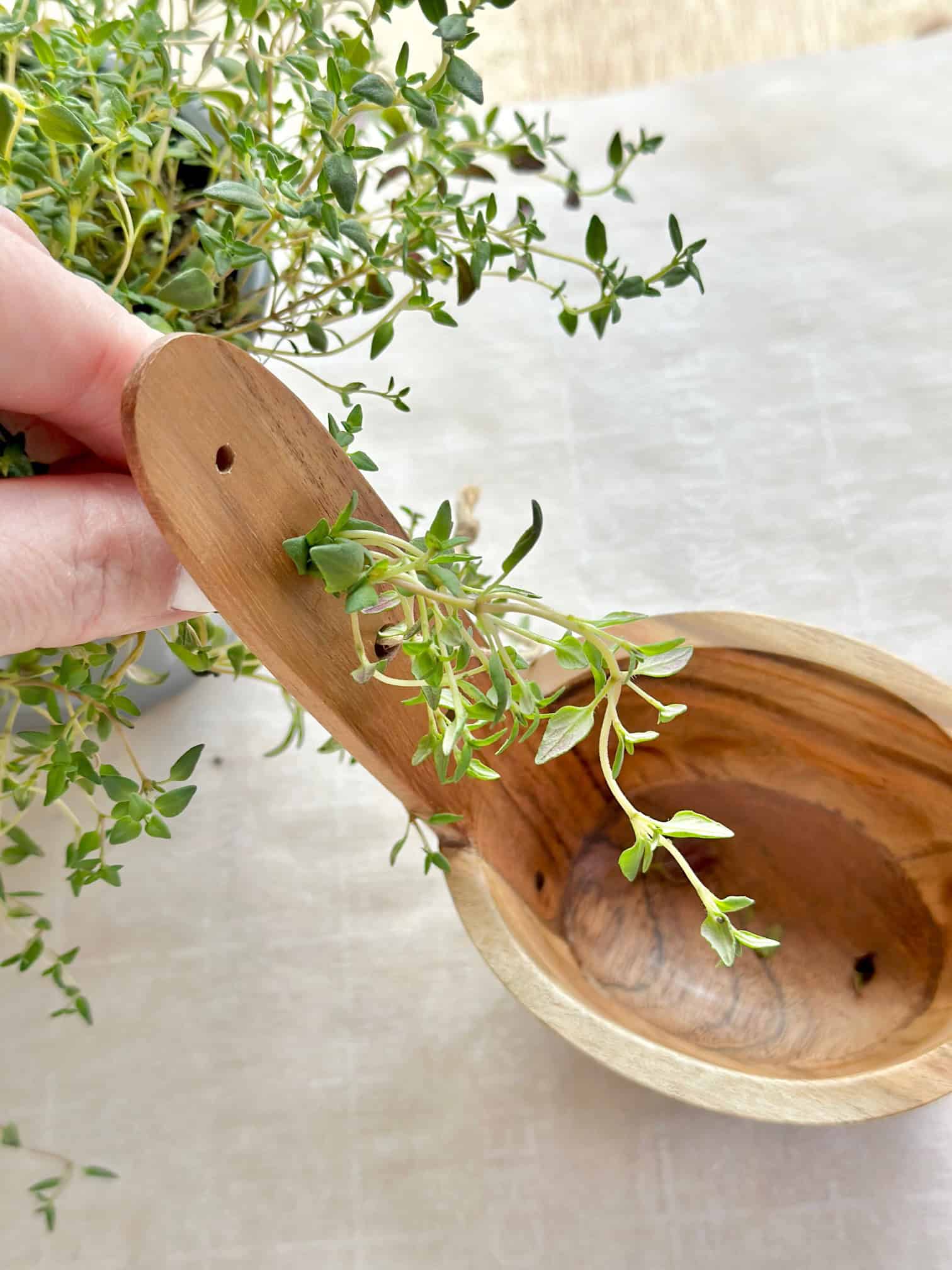 A Wooden herb stripper with thyme stems being stripped. the leaves fall into a cup on the bottom. 