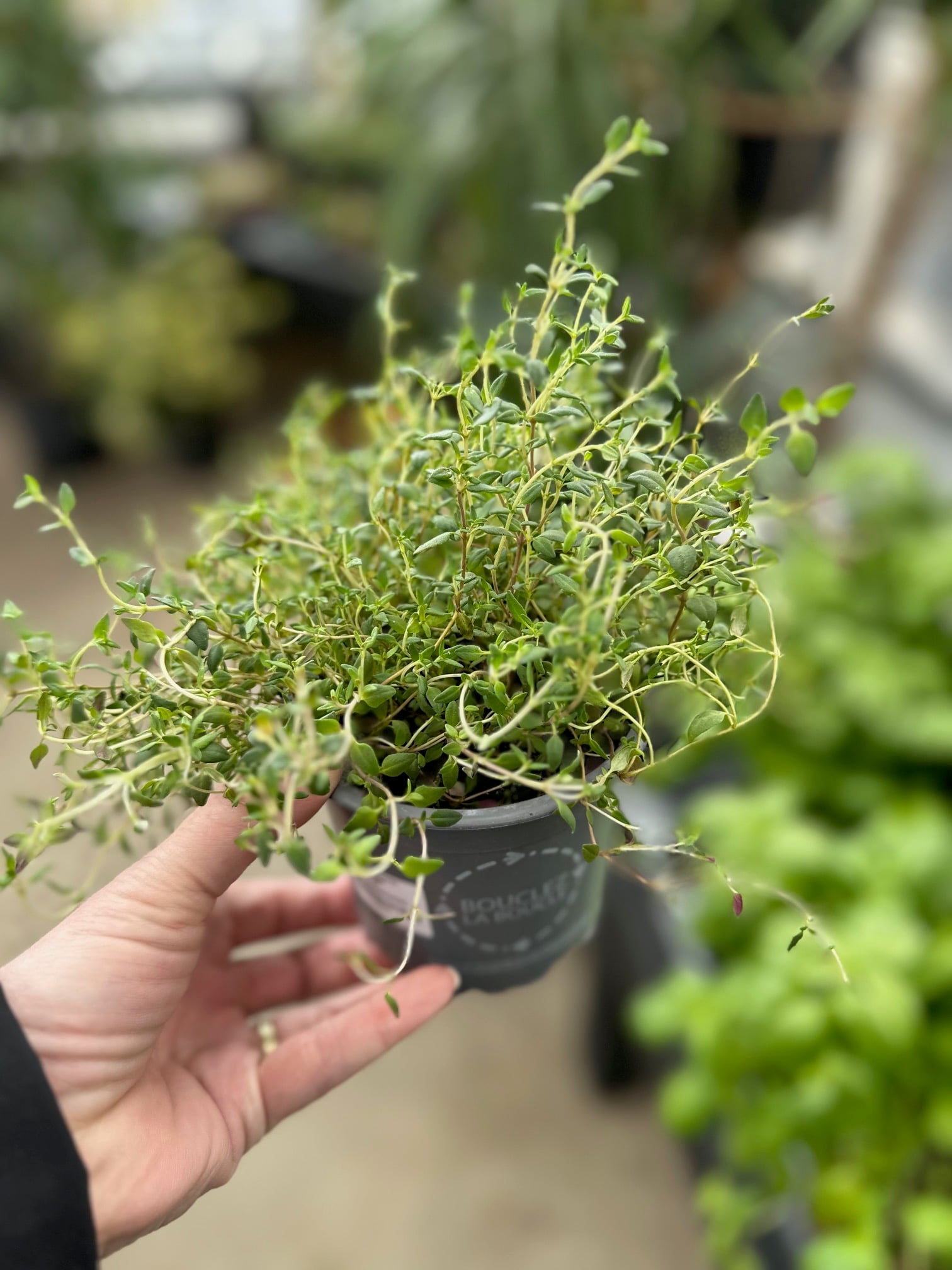 A thyme plant from a garden center. 