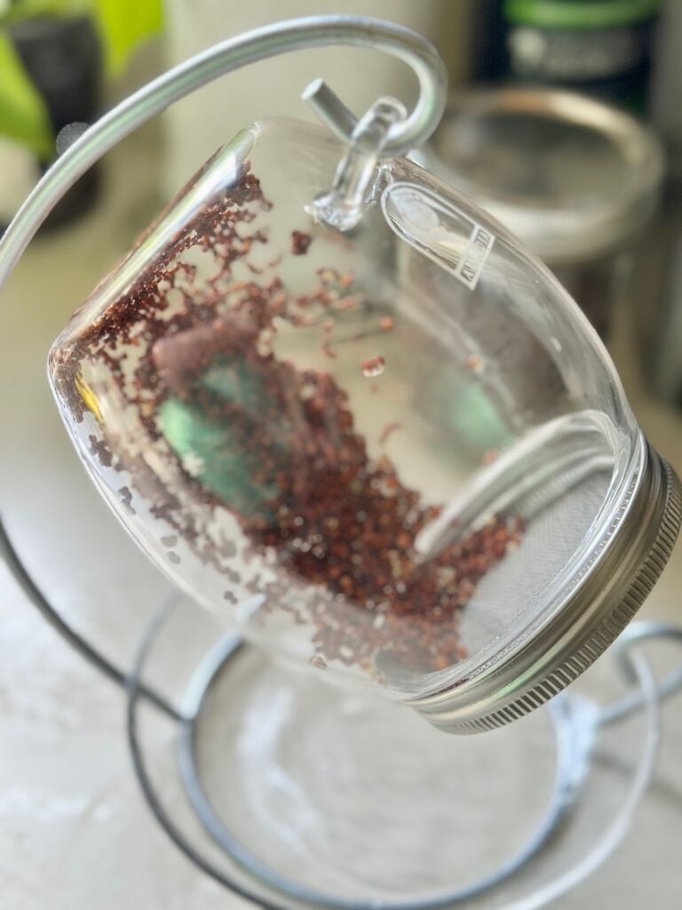 seeds in my sprouting kit jar. day 1.