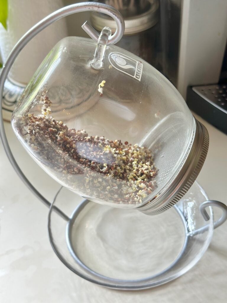 Day 2 - seeds are beginning to sprout.