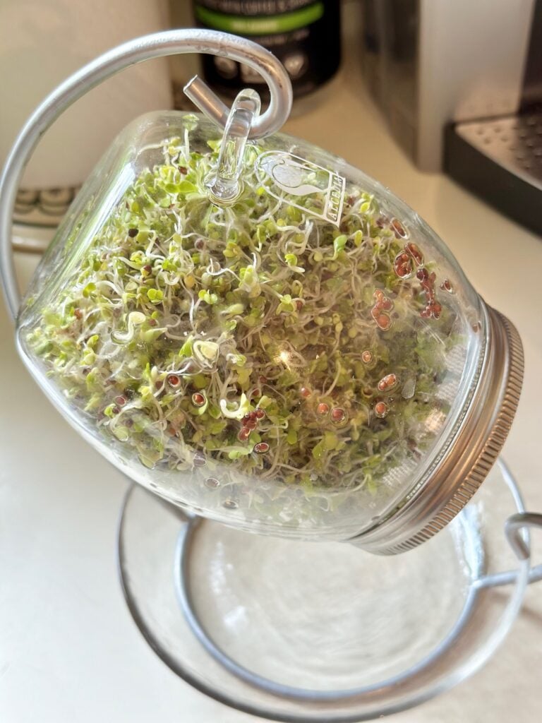 Day 4. The seeds have fully sprouted. 