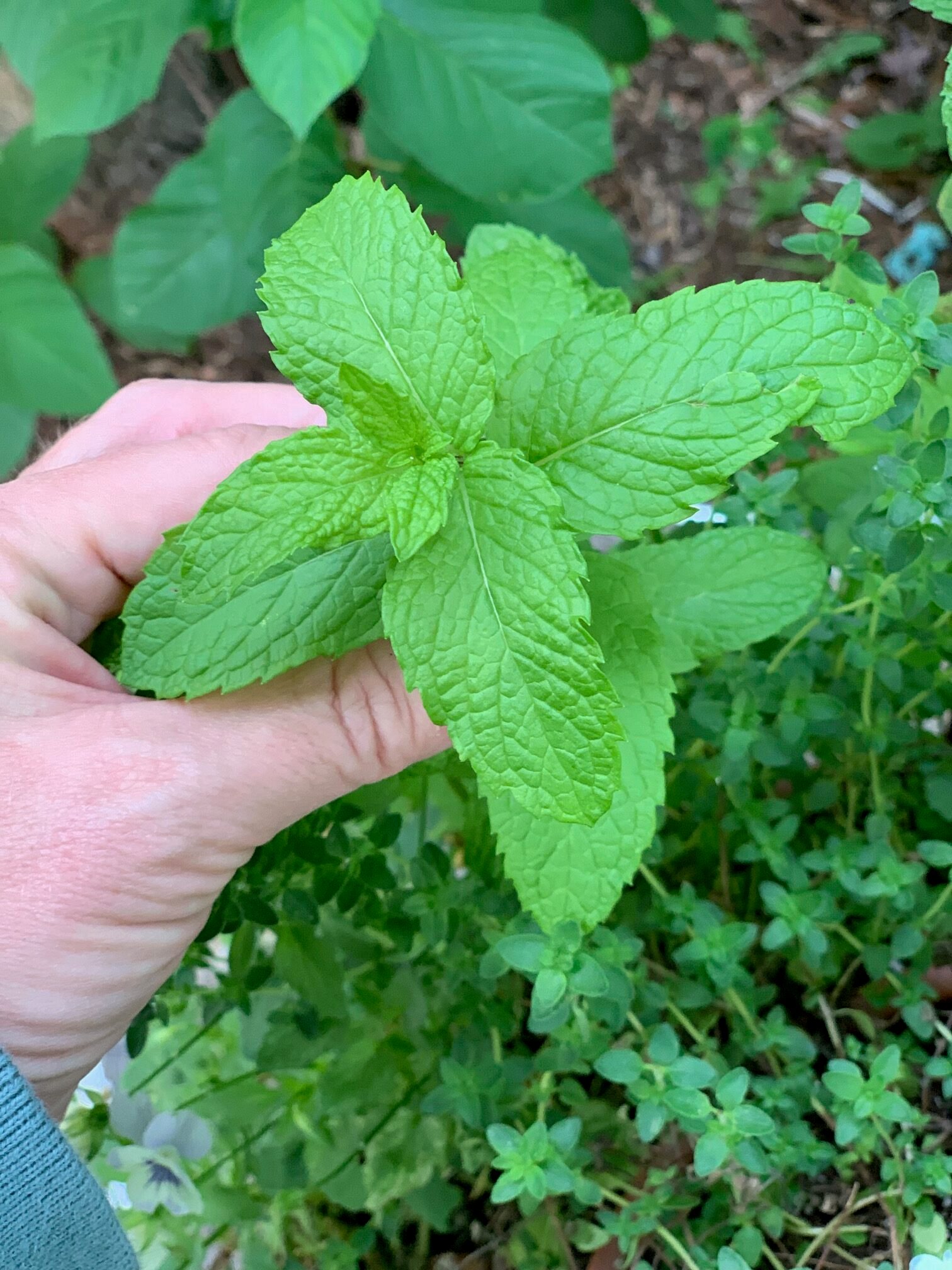 me holding a mint cluster from my garden. 