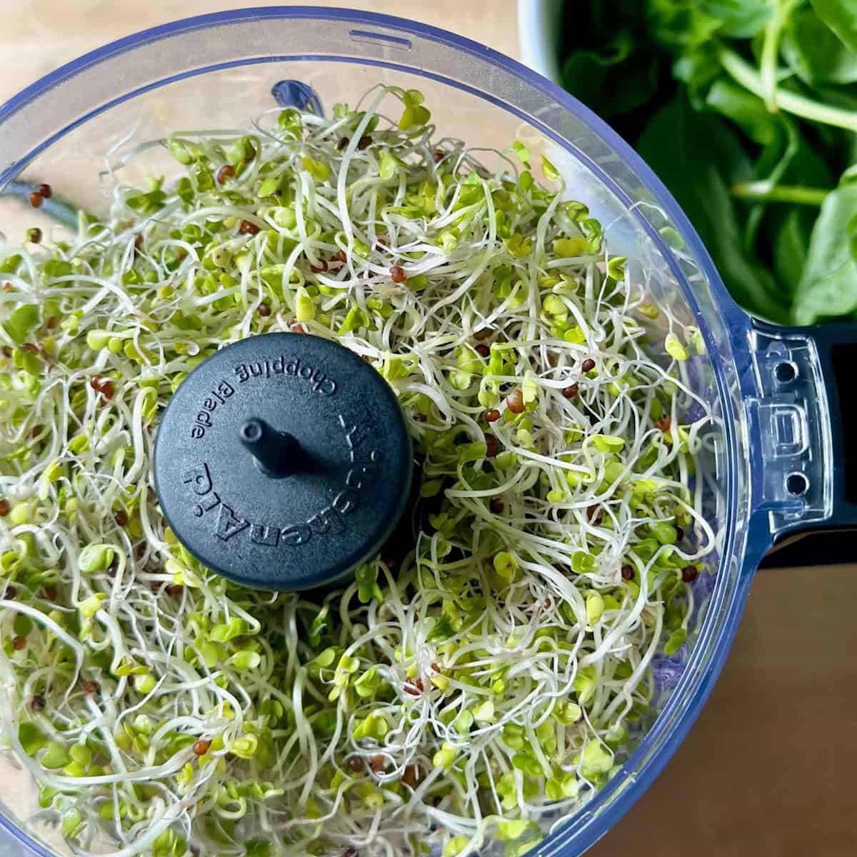 Lemony Basil Pesto Made with Broccoli Sprouts