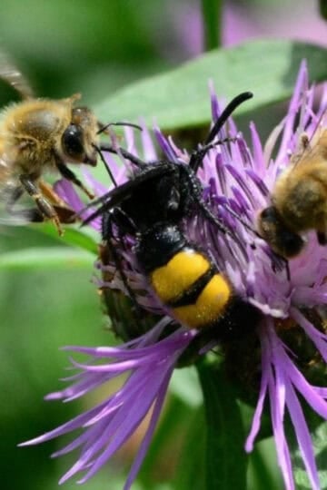 Bees on bee balm flowers.
