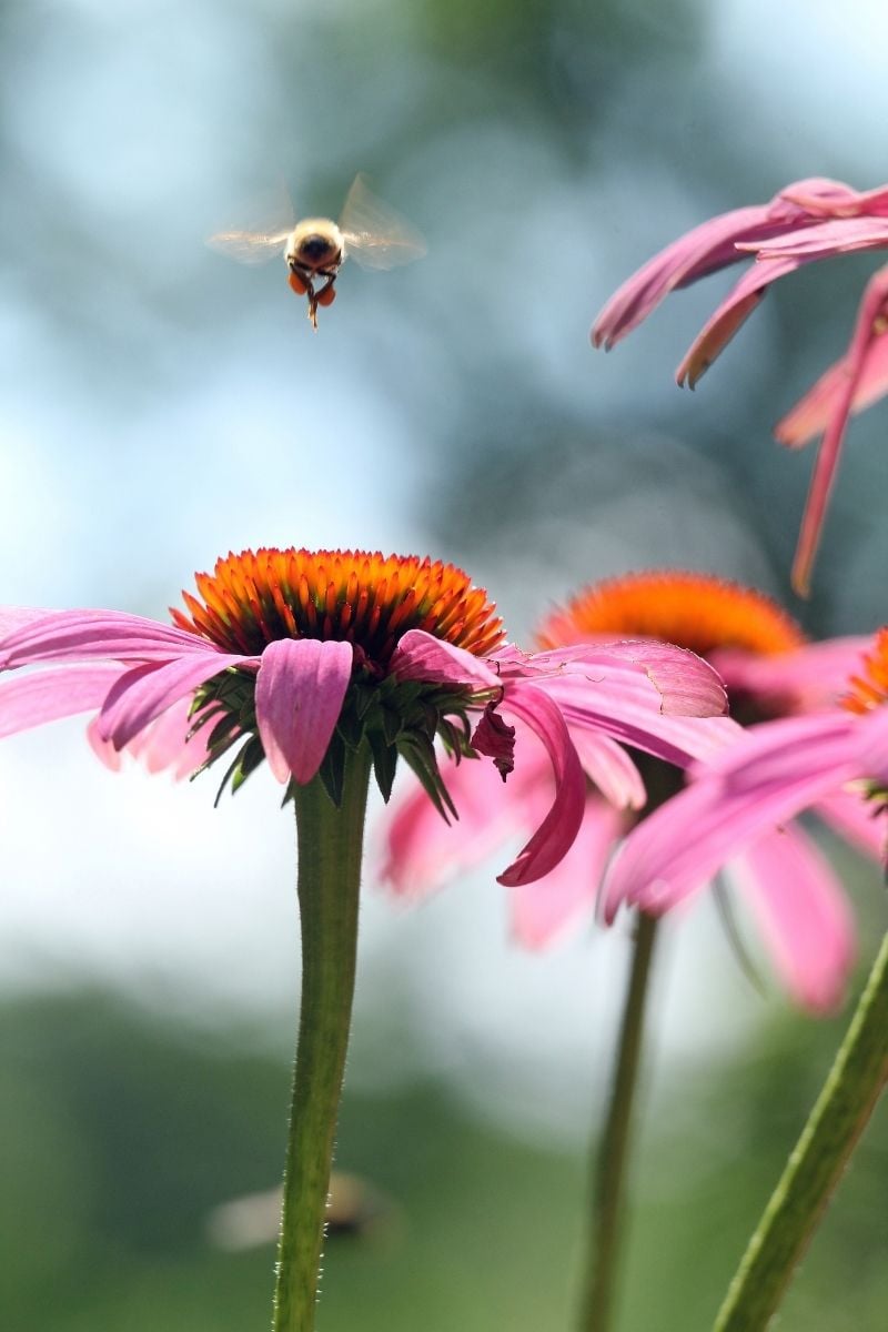 Coneflower with a bee approaching.