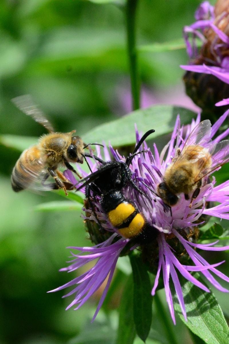 Bee balm covered with bees pollinating.