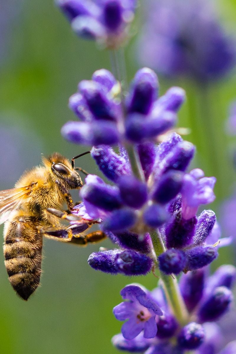 A purple flower with a bee.