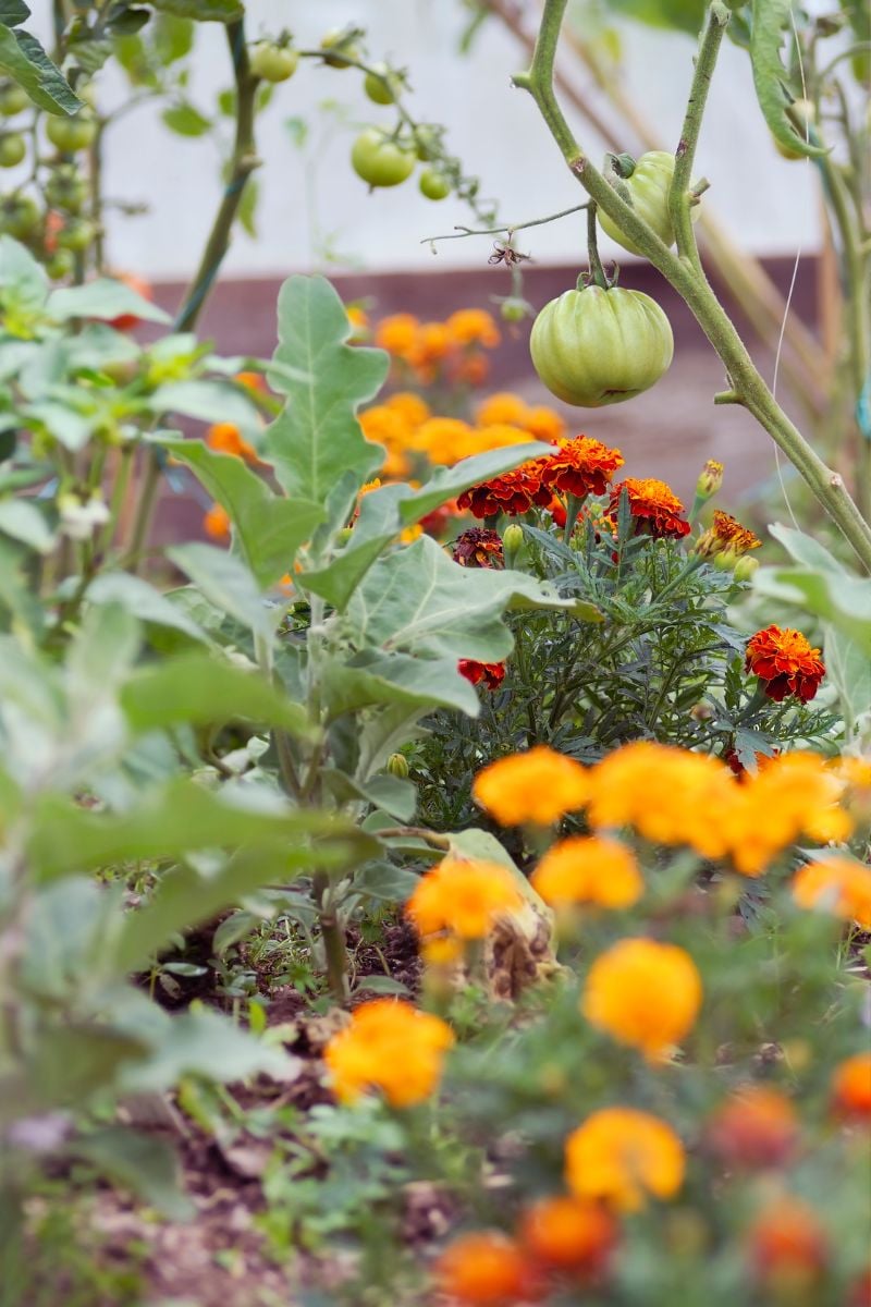 Companion planting with marigolds and tomatoes. 