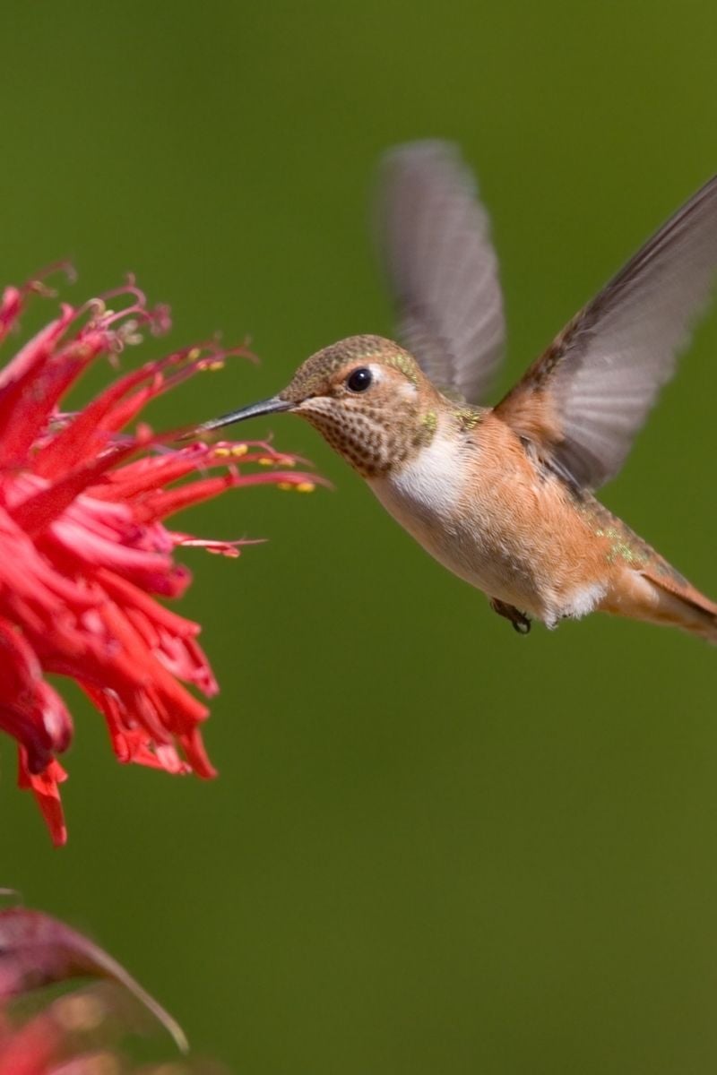 A hummingbird enjoying bee balm.
