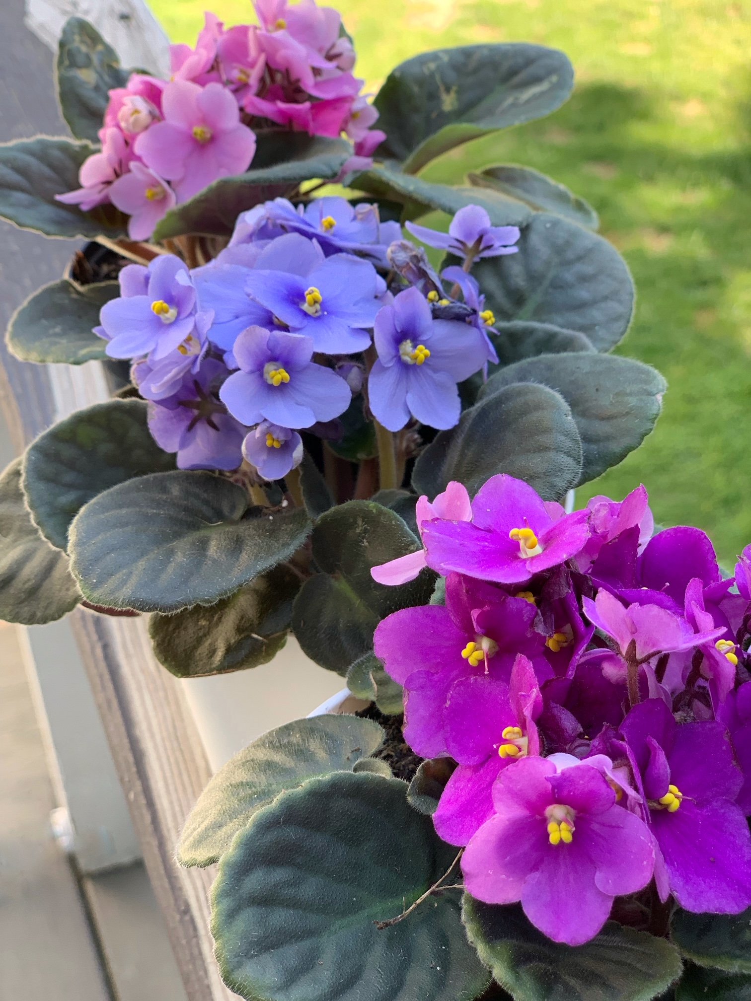 3 african violets. Violets love coffee grounds.
