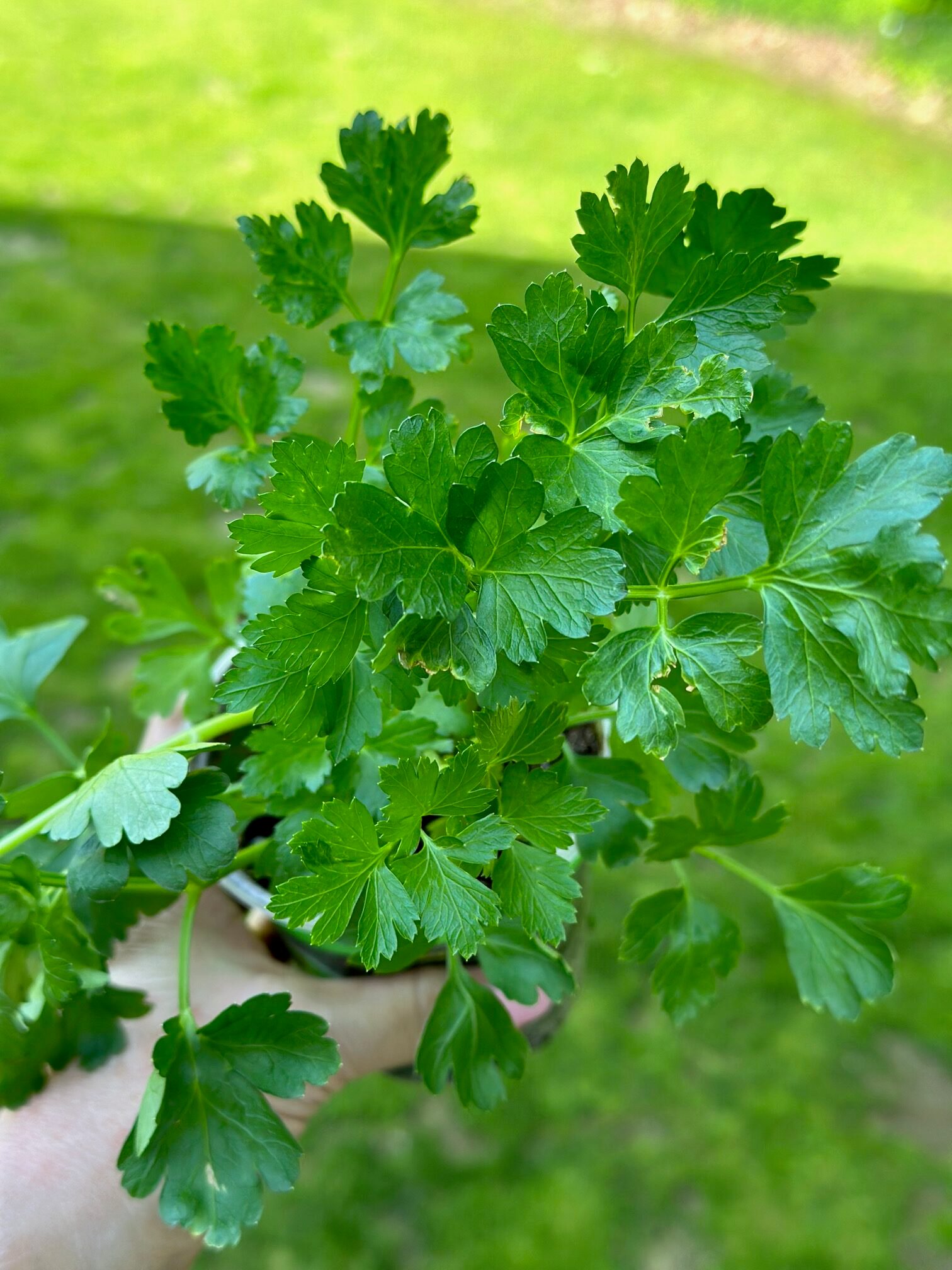 a small cilantro plant.