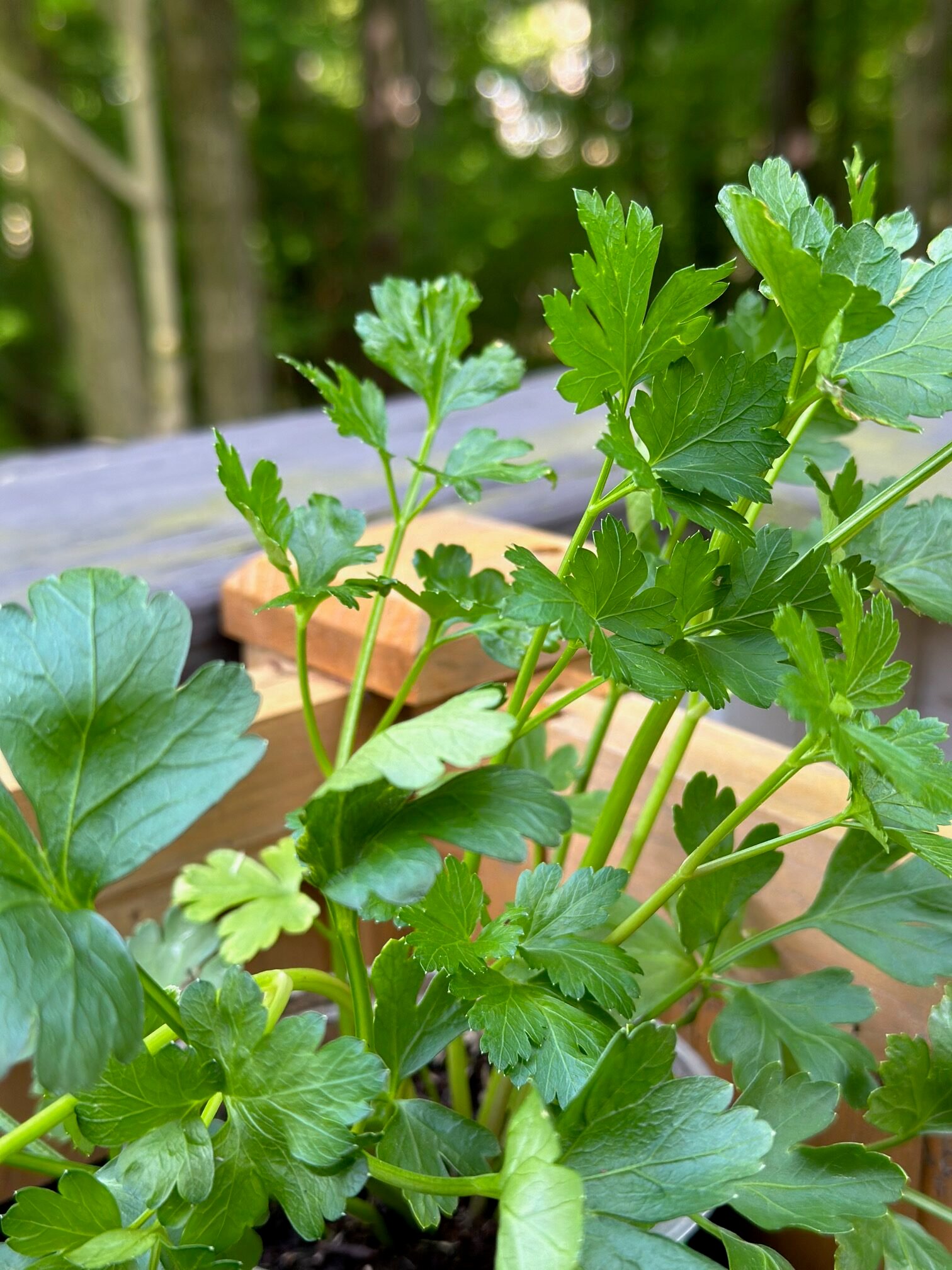 Cilantro in a raised bed.
