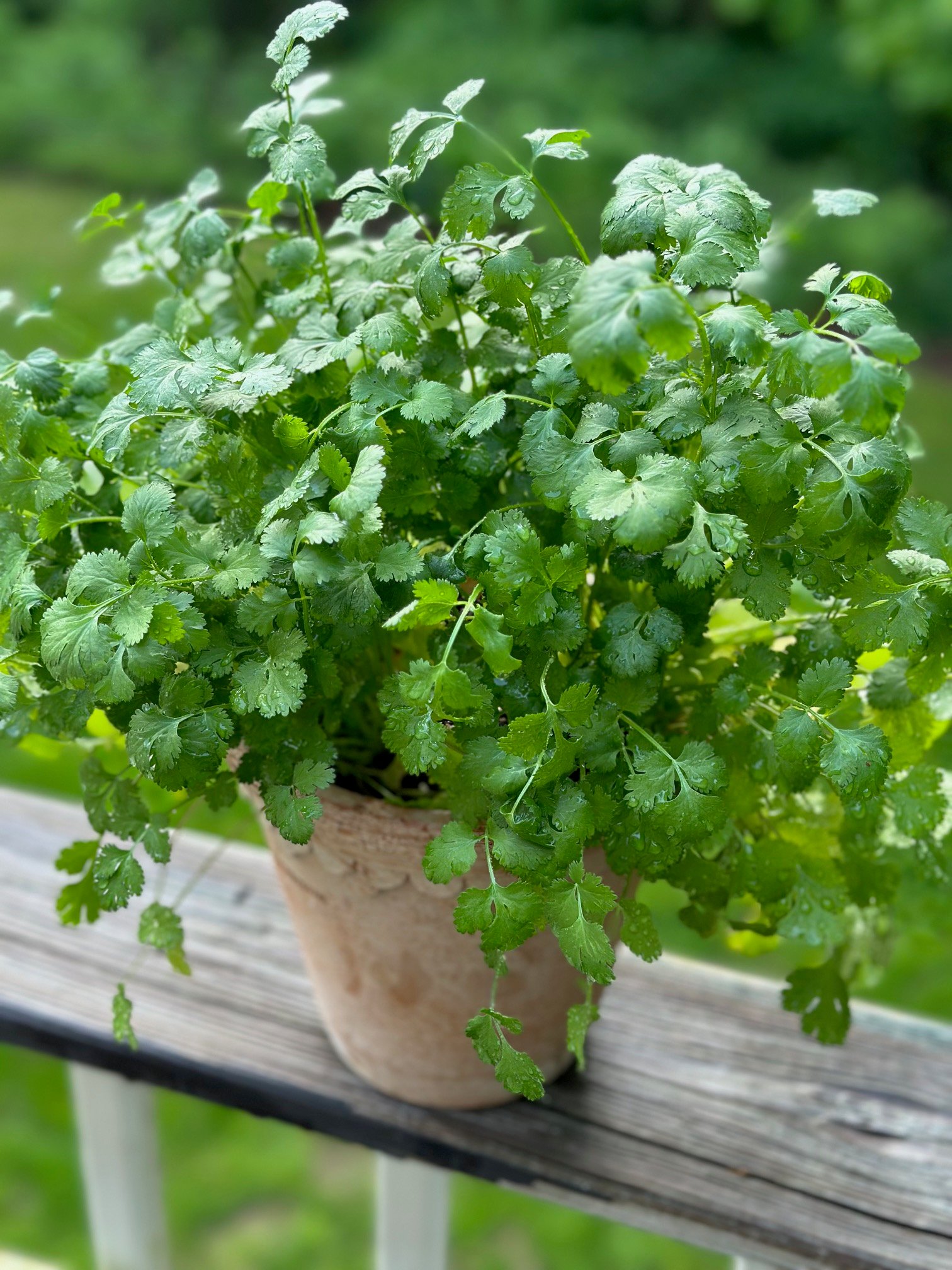 A large vibrant green cilantro plant.