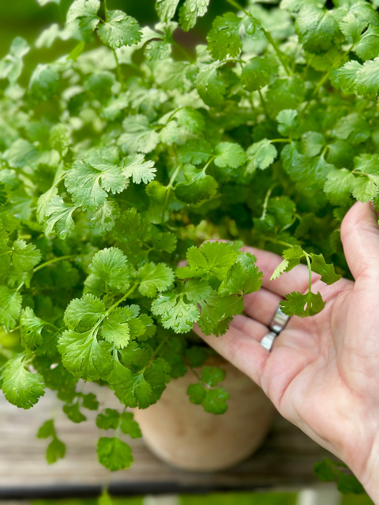 holding some cilantro leaves.